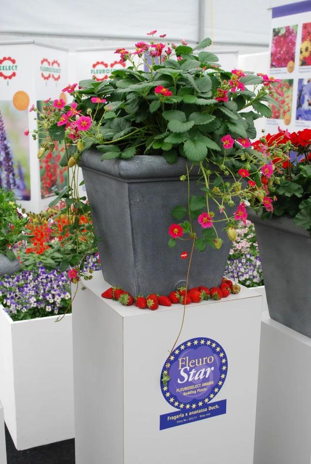 草莓品种介绍，适合南方种植的草莓品种（易养易爆盆）