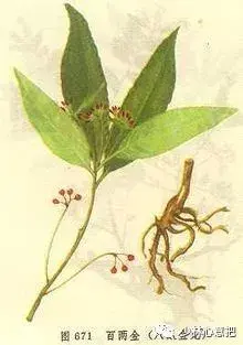 白牛胆的功效与作用，白牛胆的功效与作用禁忌（中药图片大全与功效）