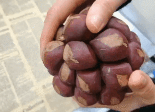 醋柳果的功效与作用，醋柳果的功效与作用及禁忌（国内有哪些小众特色水果）