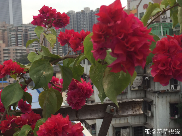 花城是哪个城市，不夜城是哪个城市（中国超美的两大花城）