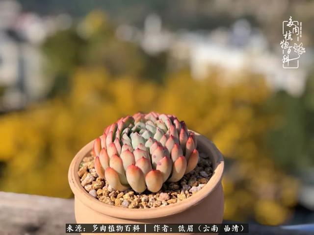 很丧很失望——低眉.，皱着眉头哭丧（陪你度过寒冷的圣诞平安夜图片）