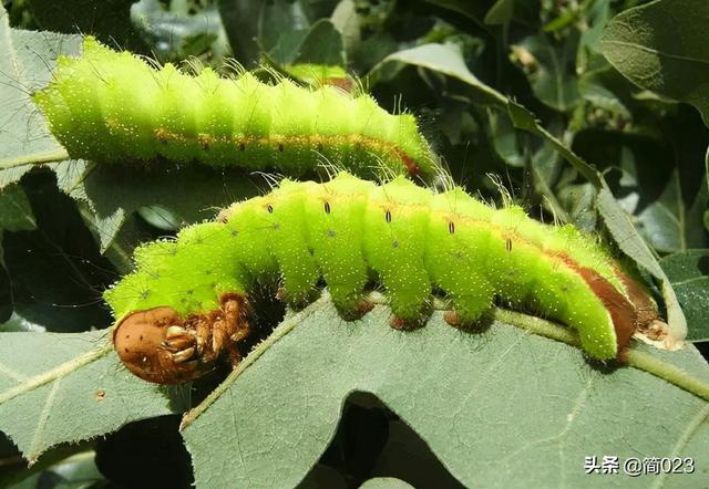 超细纤维是什么材质，超细聚酯纤维是什么材质（服装材料学——丝纤维）