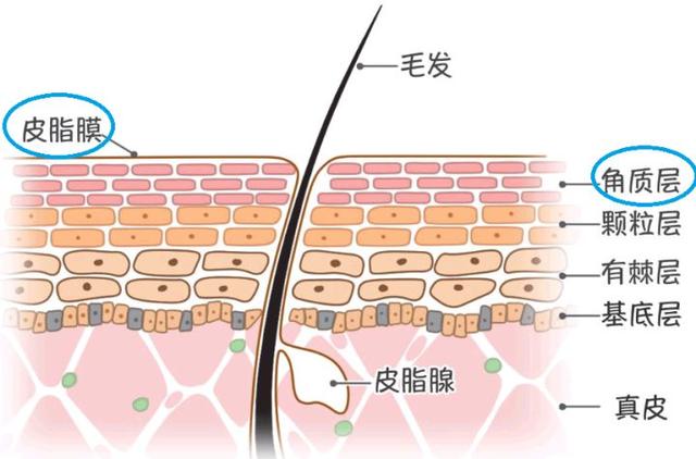 缤肌是正规牌子吗，缤肌是正规牌子安全吗