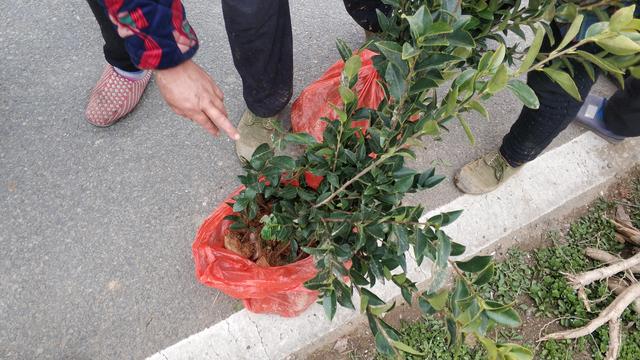 油茶苗价格多少钱一棵，油茶苗多少钱一棵（茶树3毛5一棵油茶树2元一棵）