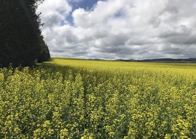 油菜花开的季节，适合家庭室内养的花与绿植（2019年全国油菜花开放时间表）