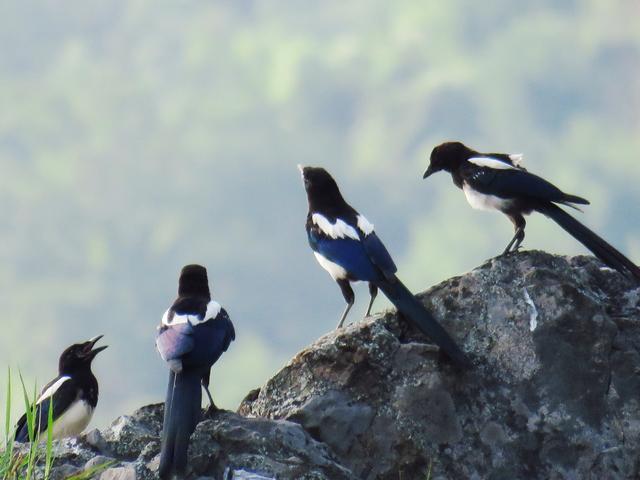 雀和鹊的区别，喜鹊的鹊和孔雀的雀有什么区别（喜鹊的所作所为对应其名“喜鹊”）