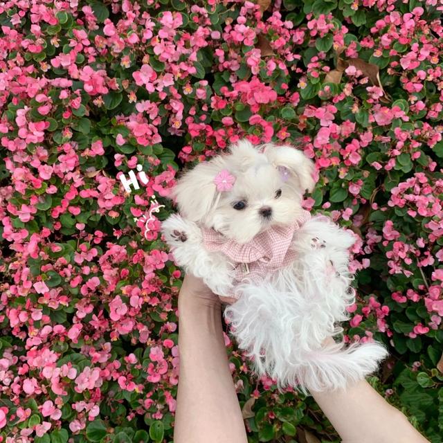 马尔济斯犬掉毛吗，马尔济斯掉毛吗（听我的，千万不要养马尔济斯）