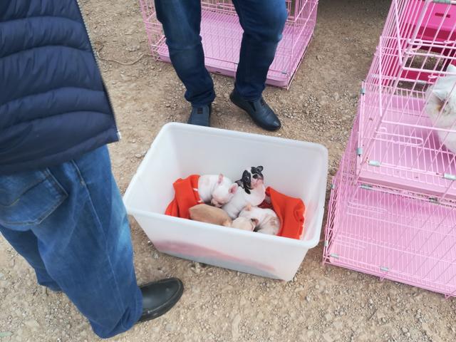 吉娃娃狗多少钱一只，金娃娃狗（狗市吉娃娃一只1200元）