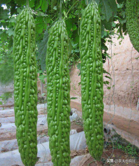苦瓜种子怎样才能发芽快，苦瓜怎么育苗发芽率比较高（导致发芽困难怎么办）