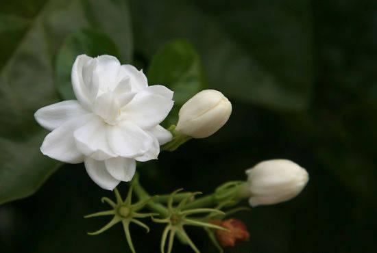 家里千万不能养茉莉花，家里为什么不能种茉莉（越养越废整天病恹恹）