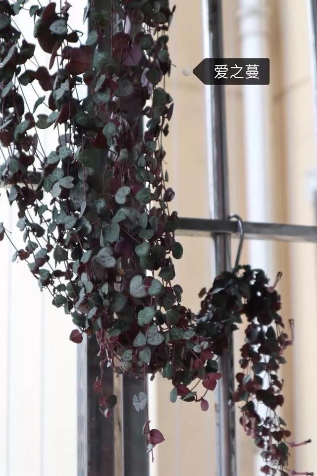 丸叶松绿怎么养，丸叶松绿的叶子可用来繁殖吗（养多肉，记名字，预防老年痴呆）