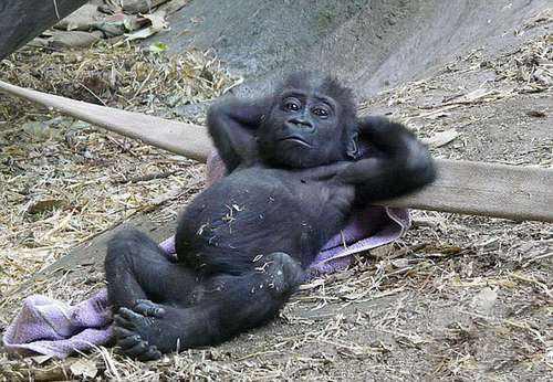 海狸是哪个国家的国宝，海狸是哪个国家的国宝的寿命（在加拿大寻找身价过亿美元的动物）