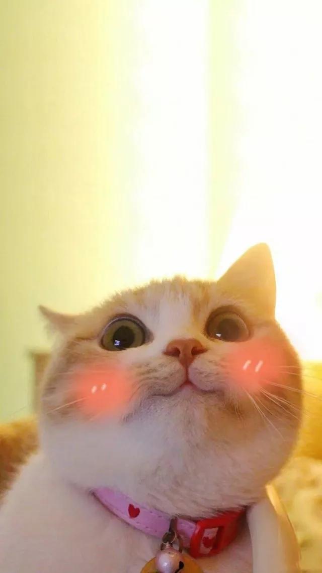 小猫图片萌图100张,猫咪图片〖萌图〗(可爱的猫壁纸,萌化了)