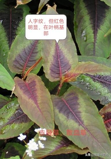 土川，微信头像，土川（火炭母篇>）