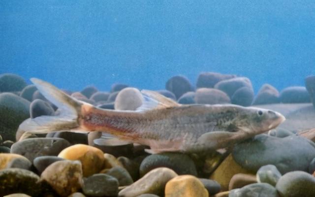 淡水观赏鱼种类，淡水观赏鱼的种类大全！（中国淡水观赏鱼图集<一>）