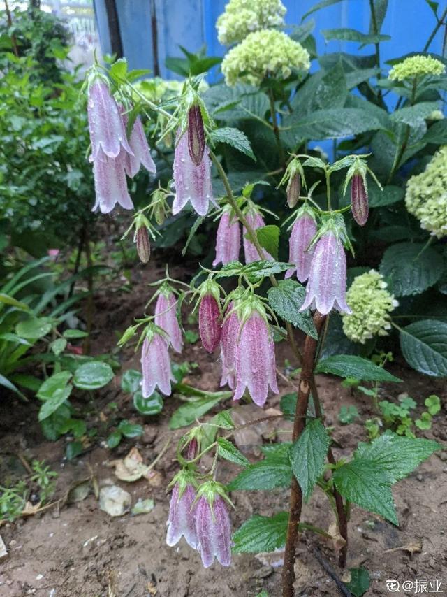 清新可爱的风铃花，漂亮风铃花（其中一个还能吃）