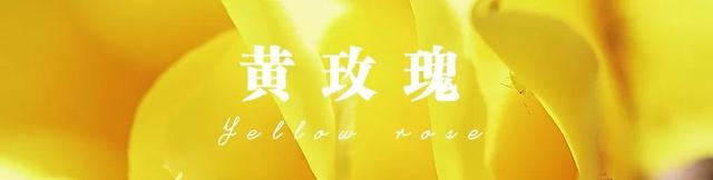 各种玫瑰花的含义，各色的玫瑰花有什么含意（一篇文章认全花店必备80种玫瑰花）