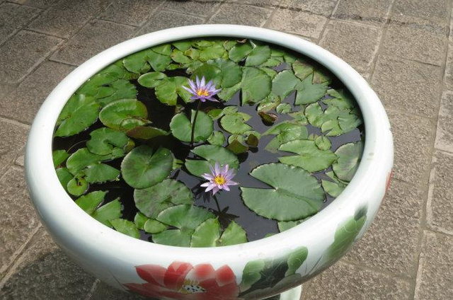 【睡莲】睡莲的特点，睡莲的特点有哪些（再小的花园）
