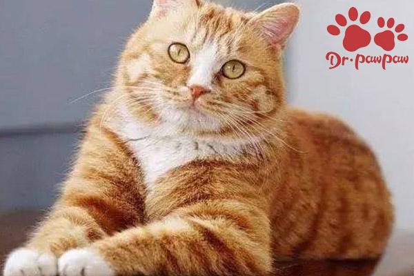 巴曼猫（巴曼贸易），猫咪太瘦和铲屎官有关系（曼巴贸易有限公司）