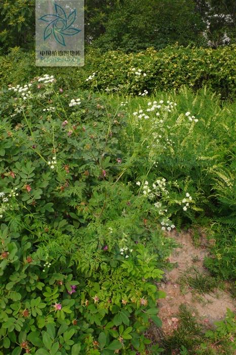 本草图经作者是谁，《本草图经》的作者（芎藭 蘼蕪 藁本）