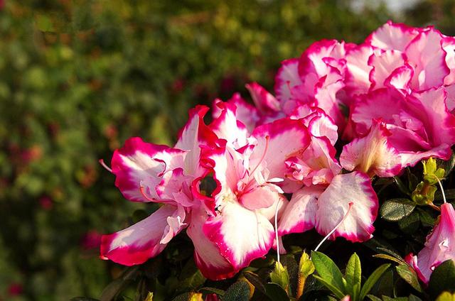 比利时杜鹃的养殖方法和注意事项，比利时杜鹃的养殖方法和注意事项是什么（冬季就该养一盆）