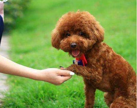 泰迪怎么训练，泰迪犬该如何训练