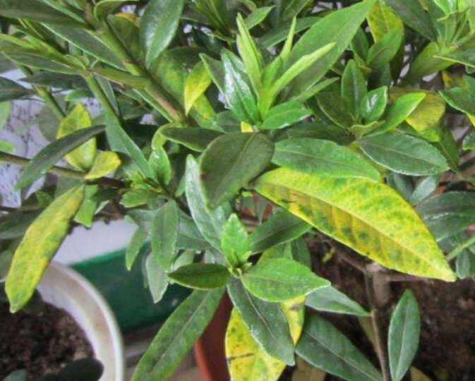 怎么养花才能更旺盛，盆栽怎么养才能更旺盛（植物生长才旺盛）