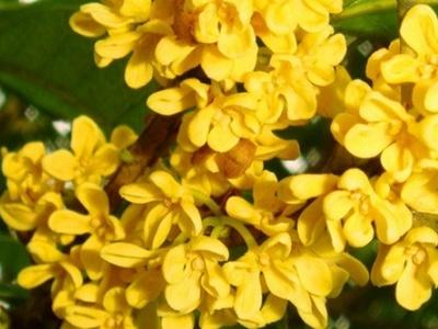 九里香的养殖方法，九里香盆景的养殖方法（桂花的养殖方法和注意事项）