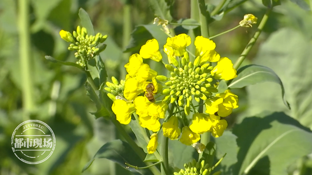 江西油菜花婺源，婺源2020油菜花什么时候开（“中国最美乡村”婺源）