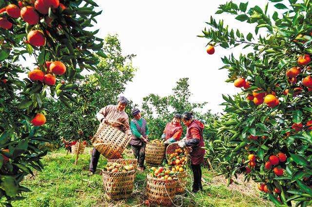 水果店经营模式，水果店的经营策略（水果店的模式创新还能怎么玩）
