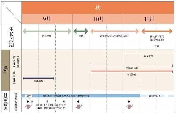 玫瑰月季花养殖方法，玫瑰月季的养殖方法（实用家庭玫瑰、月季种植新手入门养护术）