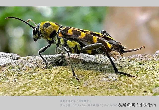 关于星天牛介绍，星天牛百度百科（这外貌“粗糙”的天牛你认得么）