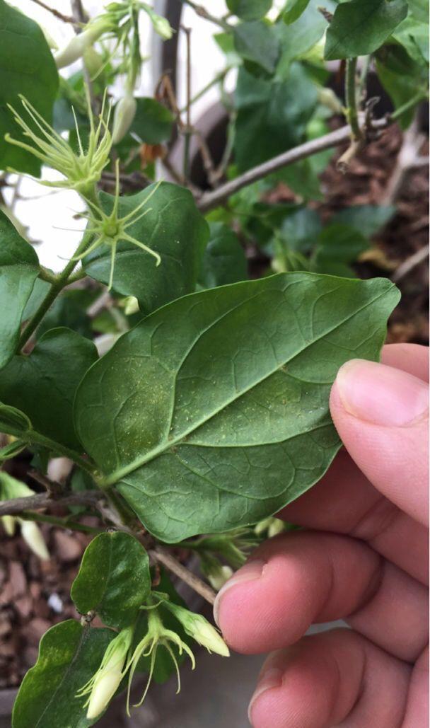 怎么驱蚊子最有效，除蚊子的方法（1把蚊香灰撒盆里）