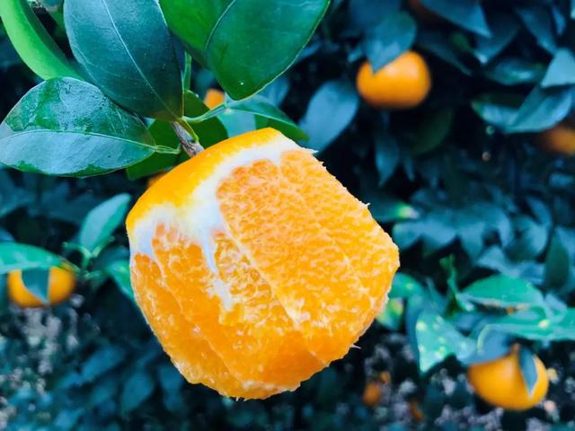 写乡村甘蔗的优美句子，家乡的甘蔗作文1000字（环江蜜汁沃柑，迷之好吃）