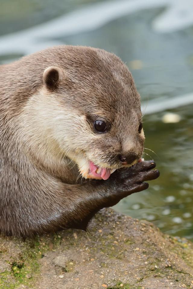 常见的野生动物有哪些，野生动物有哪些（盘点中国那些长得特别萌的野生动物们）