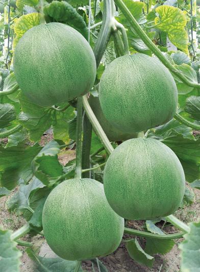 绿宝瓜的种植，绿宝甜瓜生长期种植技术