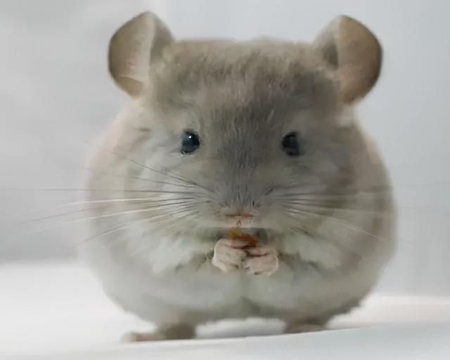 龙猫是什么动物，龙猫是什么动物食草动物（龙猫到底是一只什么神奇的动物）