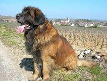 德国牧羊犬寿命，为什么德国牧羊犬寿命那么短（“寿命最短”的5种狗狗）