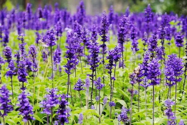 薰衣草花语和寓意，白色薰衣草花语和寓意（有个关于薰衣草美丽的传说）