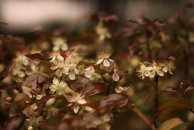 什么是茶蘼花，什么是荼蘼花（六月，梦一场荼蘼花事）