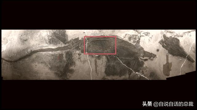 十大怪异鲨鱼，10000米长的蜈蚣（背后隐藏着一个人类起源的故事）