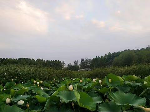 数九歌古诗全文是怎样的，数九歌是什么意思古诗每句的意思（术乐/诗歌：数九）