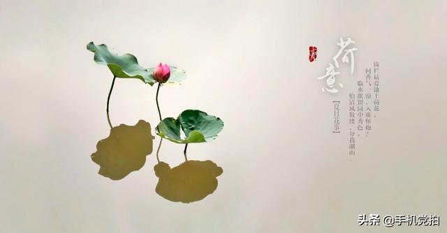 轻烟老树寒鸦什么意思，轻烟老树寒鸦前面一句是什么（不妨跟着“古诗”拍拍看）