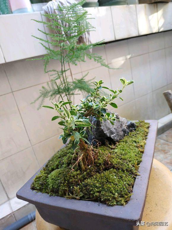 文竹的养殖方法，提高家庭的档次（文竹的养殖方法和注意事项几天浇水）