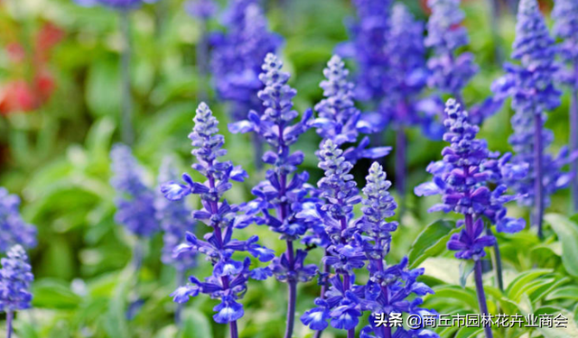 兰花鼠尾草是一种什么植物，兰花鼠尾草是一种什么植物呢（蓝花鼠尾草：我可不是薰衣草）