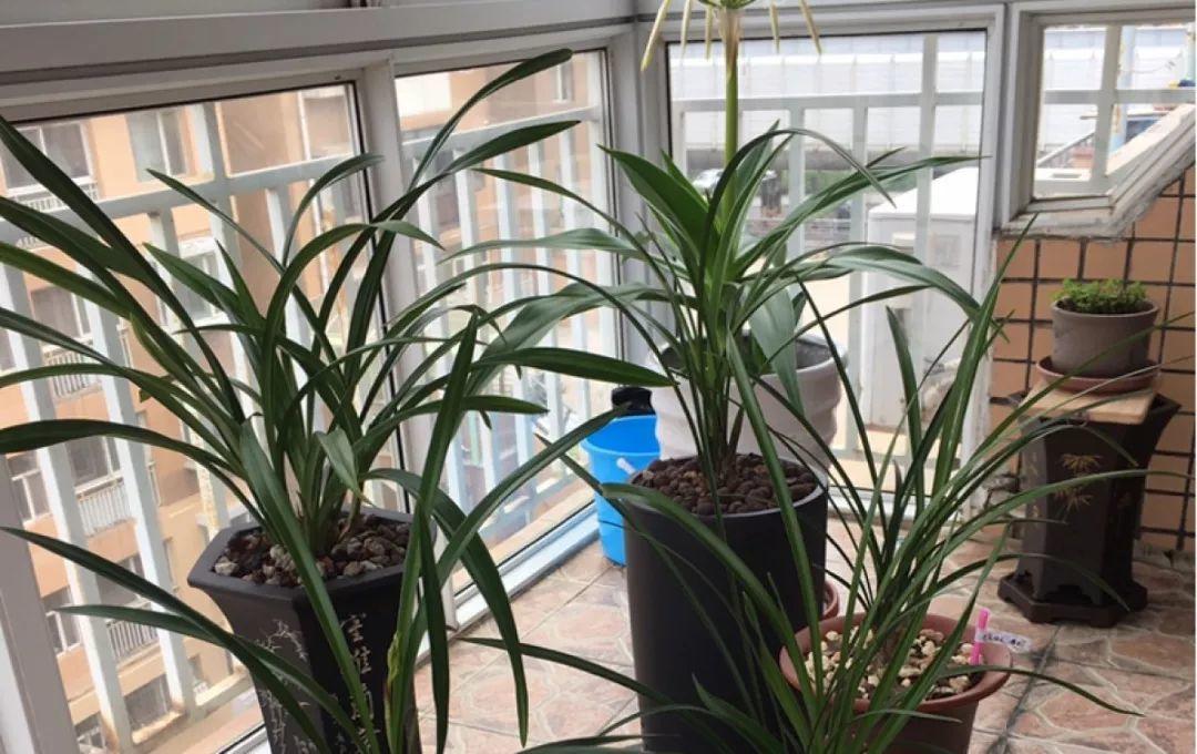 兰花什么时候开花，兰花开花时间（兰花最全养护要点）