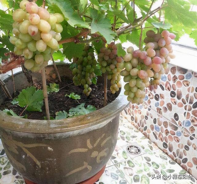 排名第一最好的镇宅树，镇宅招财旺人的植物（4种树“进宅”）