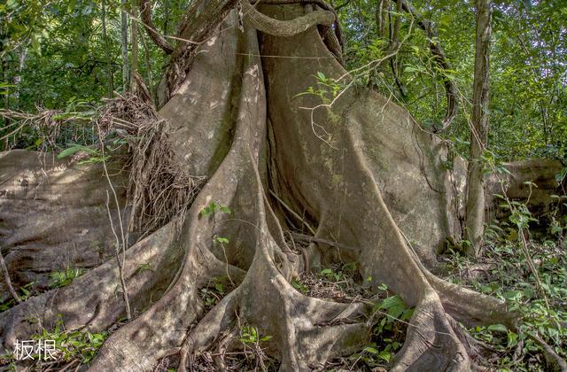 热带雨林的特点，热带雨林的特点和微信（丰富的植被你知道多少）