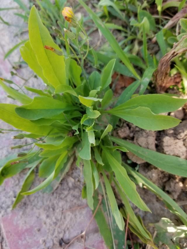 花叶滇苦菜的根图片图片