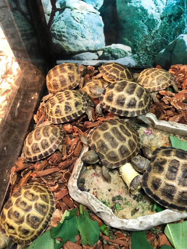 俄罗斯陆龟是什么龟，俄罗斯陆龟是什么龟类（又叫俄罗斯陆龟）